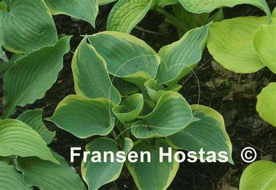 Hosta Valley's Peptalk